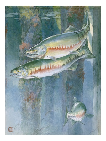 Painting Of A Trio Of Chum Salmon by National Geographic Society Pricing Limited Edition Print image