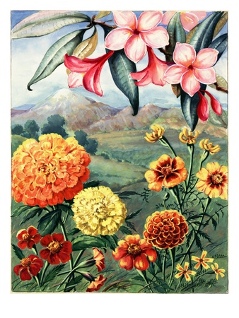 Portrait Of Frangipani And Marigolds Native To Mexico by National Geographic Society Pricing Limited Edition Print image