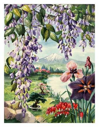 Portrait Of Wildflowers Native To Japan by National Geographic Society Pricing Limited Edition Print image