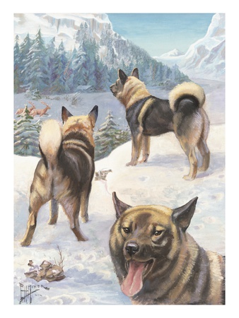 Norwegian Elkhounds Hunt Elk, Bear, Wolves, And Mountain Lions by National Geographic Society Pricing Limited Edition Print image