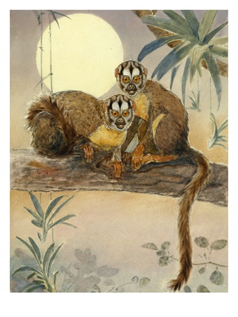 A Painting Of A Pair Of Owl Monkeys In A Tree by National Geographic Society Pricing Limited Edition Print image