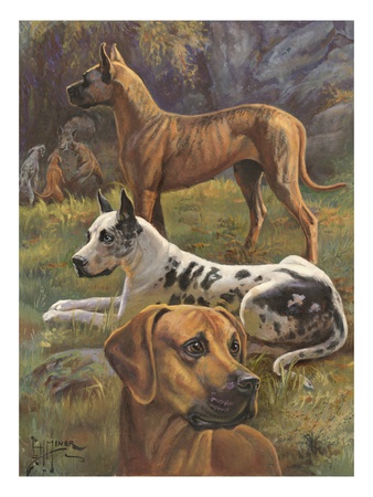 Portrait Of Three Great Danes, Two With Cropped Ears by National Geographic Society Pricing Limited Edition Print image