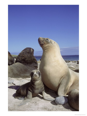 New Zealand (Hooker) Sea Lion, Cow Bonding With Young Pup, Auckland Group by Mark Jones Pricing Limited Edition Print image