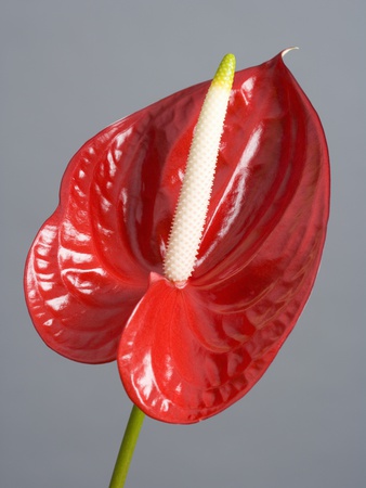 Red Anthurium (Anthurium Andreanum) by Halfdark Pricing Limited Edition Print image