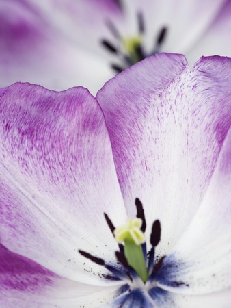 Close-Up View Of Tulip by Clive Nichols Pricing Limited Edition Print image