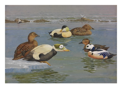 A Painting Of Pairs Of Various Species Of Eider by Allan Brooks Pricing Limited Edition Print image