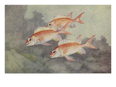 A Painting Of Three, Colorful Squirrelfish. by National Geographic Society Pricing Limited Edition Print image