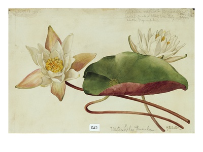 This Plant Belongs To The Water Lily Family. by National Geographic Society Pricing Limited Edition Print image