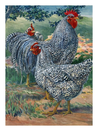 A View Of Barred Plymouth Rock Chickens, One Of The Seven Varieties. by National Geographic Society Pricing Limited Edition Print image