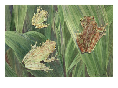 Tree Toads Change Color Depending On The Humidity Of The Atmosphere. by National Geographic Society Pricing Limited Edition Print image
