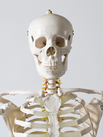 Head And Shoulders Of An Anatomical Skeleton Model by Rachel De Joode Pricing Limited Edition Print image