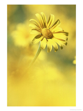 Yellow Daisy, Mexico by Patricio Robles Gil Pricing Limited Edition Print image