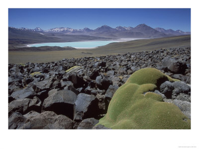 Bolivian Altiplano, Yareta, Andean Cushion Plant, Bolivia by Mark Jones Pricing Limited Edition Print image