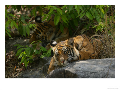 Bengal Tiger, 11 Month Old Cub On Rocks, Madhya Pradesh, India by Elliott Neep Pricing Limited Edition Print image