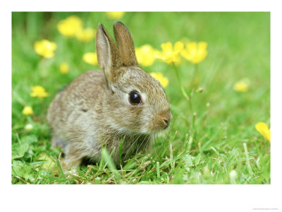 Rabbit, Young, Uk by Les Stocker Pricing Limited Edition Print image