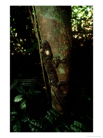 Leaf-Tailed Gecko On Tree, Madagascar by Patricio Robles Gil Pricing Limited Edition Print image