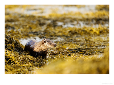 European Otter, Female Standing Amongst Seaweed, Scotland by Elliott Neep Pricing Limited Edition Print image
