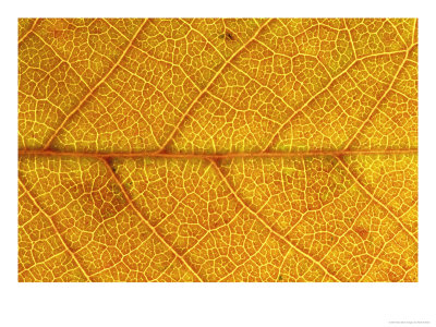 Close-Up Of Leaf Showing Vein Structure And Autumn Colour, Scotland by Mark Hamblin Pricing Limited Edition Print image