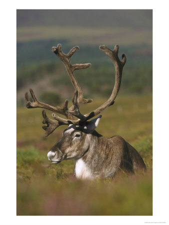 Reindeerrangifer Tarandusadult In Velvetscotland by Mark Hamblin Pricing Limited Edition Print image