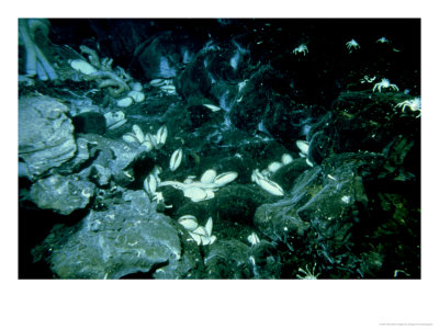 Hydrothermal Vent Panorama, 2600M Deep Off Mazatlan by Scripps Inst Oceanography Pricing Limited Edition Print image