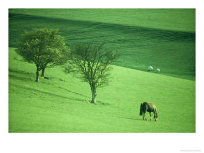 Lambourn Downs, Oxon by Steve Littlewood Pricing Limited Edition Print image