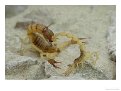Scorpion, Androctonus Australis And Buthus Occitanus by London Scientific Films Pricing Limited Edition Print image