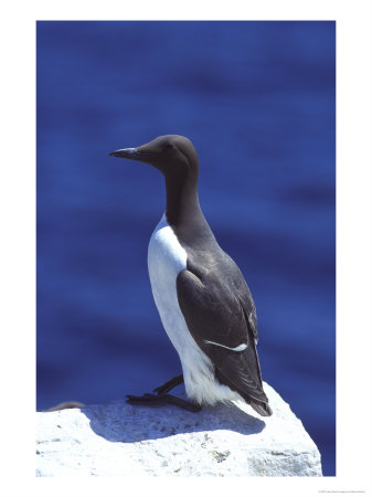 Guillemot, Perched On Cliff Top, Uk by Mark Hamblin Pricing Limited Edition Print image