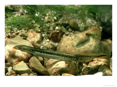 Gravid Lamprey by Alastair Macewen Pricing Limited Edition Print image