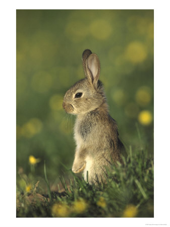 Rabbit, Youngster Standing Upright, Uk by Mark Hamblin Pricing Limited Edition Print image
