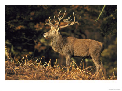 Red Deer, Stag In Bracken, Autumn Colours, Uk by Mark Hamblin Pricing Limited Edition Print image