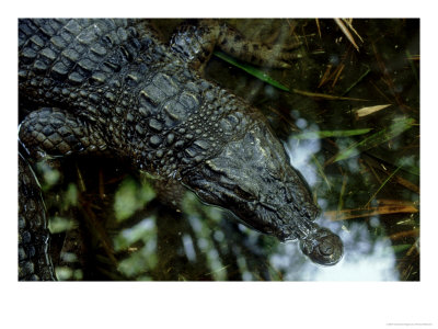 Mindoro Crocodile, Philippines by Patricio Robles Gil Pricing Limited Edition Print image