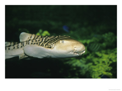 Zebra Shark Or Leopard Shark, Juvenile Swimming, Australia by Gerard Soury Pricing Limited Edition Print image