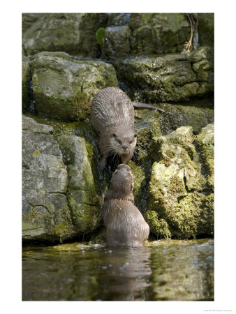 Asian Short Clawed Otters, Pair Of Otters Greeting On A Waterfall, Earsham, Uk by Elliott Neep Pricing Limited Edition Print image
