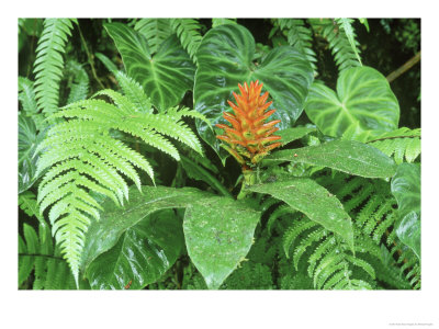 Ginger In Rainforest Herb Layer With Ferns, Costa Rica by Michael Fogden Pricing Limited Edition Print image