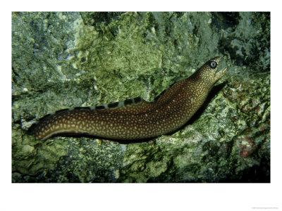 Goldentail Moray Eel, Florida by Brian Kenney Pricing Limited Edition Print image