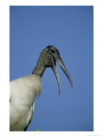 Wood Stork, Portrait Of Adult, Florida by Brian Kenney Pricing Limited Edition Print image