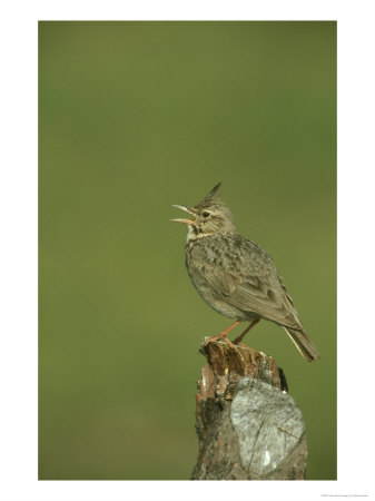 Crested Lark, Singing From Fence Post, Greece by Mark Hamblin Pricing Limited Edition Print image