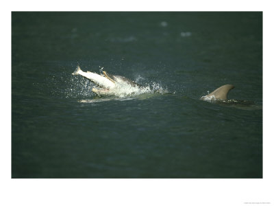 Bottle-Nosed Dolphin, Feeding On Fish, Uk by Mark Hamblin Pricing Limited Edition Print image