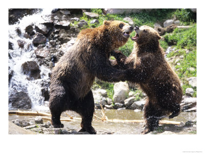 Grizzly Bears, Male And Female Playing, Quebec, Canada by Philippe Henry Pricing Limited Edition Print image