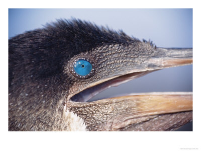 Flightless Cormorant, Breeding Adult, Fernandina Island, Galapagos by Mark Jones Pricing Limited Edition Print image