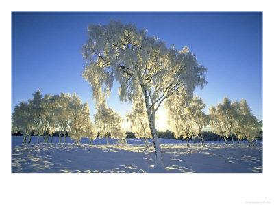 Silver Birch, Betula Pendula In Hoar Frost, Jan Cairngorms National Park, Scotland by Mark Hamblin Pricing Limited Edition Print image