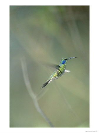 Green Violetear, West Slope Cloud Forest, Lower Tandyapa Valley, Ecuador by Mark Jones Pricing Limited Edition Print image