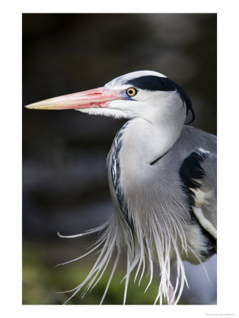 Grey Heron, Head And Chest Portrait Showing Breast Plumes, London, Uk by Elliott Neep Pricing Limited Edition Print image