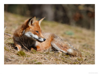 Red Fox, Young Male Fox Sun-Bathing, Lancashire, Uk by Elliott Neep Pricing Limited Edition Print image