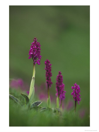 Early Purple Orchid by Mark Hamblin Pricing Limited Edition Print image