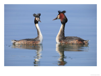 Great-Crested Grebes, Pair Courting, Lake Geneva, Switzerland by Elliott Neep Pricing Limited Edition Print image