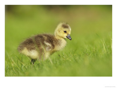 Canada Goose, Gosling In Grass, London, Uk by Elliott Neep Pricing Limited Edition Print image