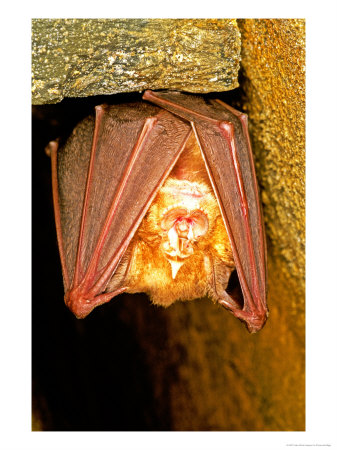 Greater Horseshoe Bat, Adult Sleeping In A Cave, Italy by Emanuele Biggi Pricing Limited Edition Print image