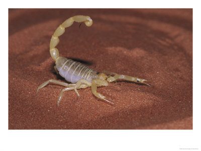 Egyptian Sand Scorpion by Brian Kenney Pricing Limited Edition Print image