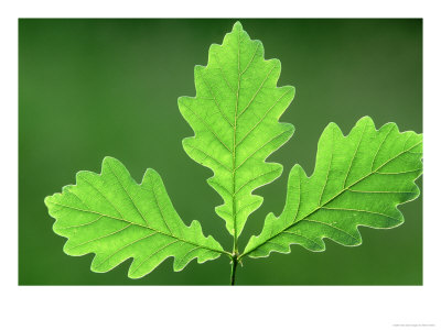 Oak Leaves, Fresh Spring Foliagemay, England by Mark Hamblin Pricing Limited Edition Print image
